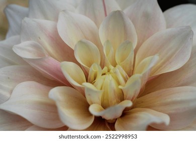 Cafe au lait Dahlia close-up  - Powered by Shutterstock