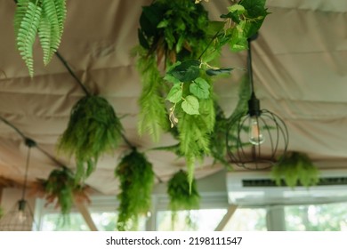 Cafe Interior With Elements Of Biophilic Design. The Ceiling Is Decorated With Hanging Indoor Plants. The Concept Of Biophilia.