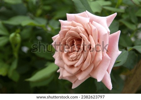 Cafe Latte rose has very unique vintage look with copper brown and sandy pink petals and has vanilla fragrance. Orange-pink brown rose flower blooms in morning sunlight, rural roses garden. Thailand.