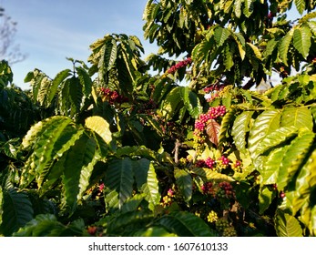 Caffee Beans On A Tree