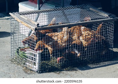 A Cage With Chickens Close Up At A Farmer's Market On A Sunny Day. No People. Selective Focus. The Concept Of Small Business In Retail.