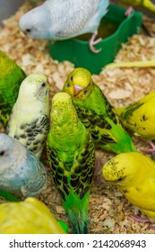 72 Talking parrots for sale Images, Stock Photos & Vectors | Shutterstock