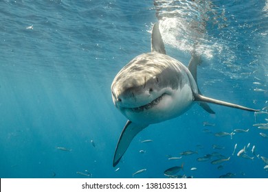 Cage Diving With Great White Sharks In Isla Guadalupe, Mexico