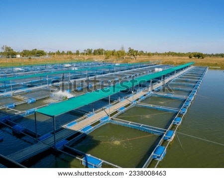 Cage farm in earthen pond. Aquaculture farm. Cultivation of fish