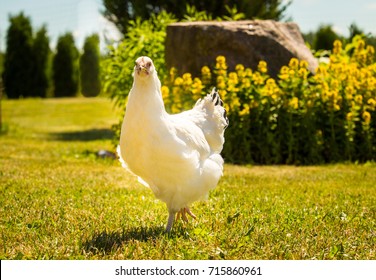 Cage Free White Chicken 