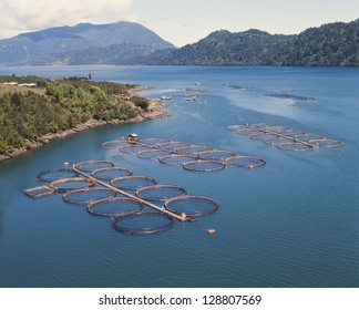 Cage Salmon Farm In Southern Chile