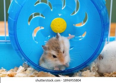 Cage With A Small Pet Hamster Cleaning His Chest In The Wheel