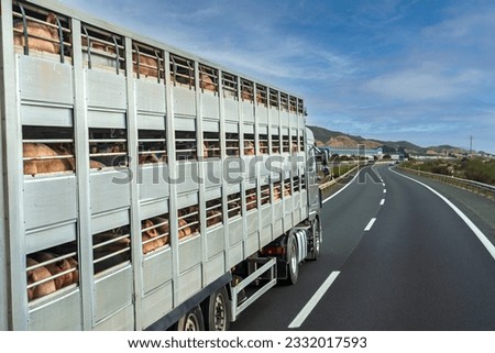 Cage truck for transporting cattle loaded with pigs.