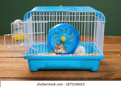 Cage With Two Small Hamsters