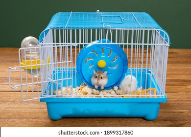 Cage With Two Small Hamsters