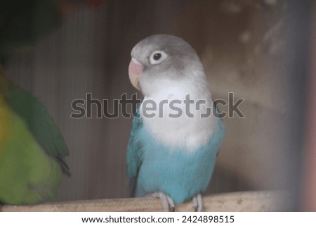 Caged African Lovebirds, personatta, blue, green Fischer, lovebird, captivity, avian, aviary , captive
