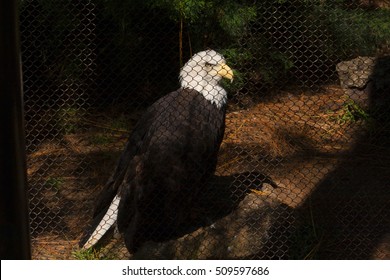 Caged Bald Eagle
