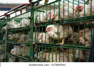 Caged Chickens Stacked On Top Of One Another In A Factory Farm