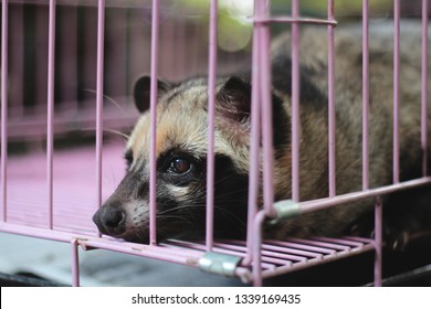 Caged Civet Cat