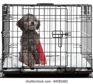 Caged Dog With Broken Leg In A Cast