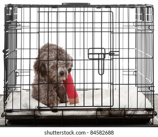 Caged Dog With Broken Leg In A Cast