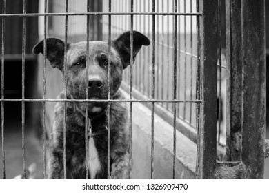 Caged Dog Sad Face Stock Photo 1326909470 | Shutterstock