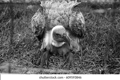 Caged Eagle Exhibition Birds Animals Nature Stock Photo 609593846 ...