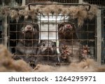 Caged mink from farm