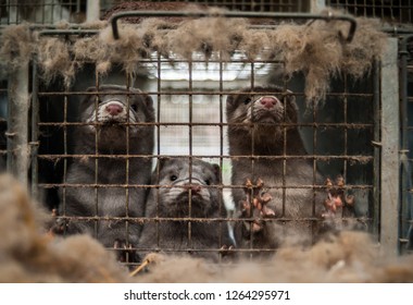 Caged Mink From Farm