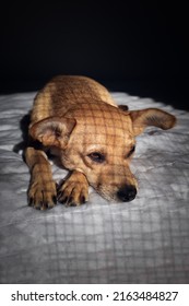 A Caged Mixed-breed Dog Looking Sad And Lying Down In The Dark On A White Blanket With Shadows Of Cage On The Fur. Vertical Orientation And Empty Space For Text At The Bottom