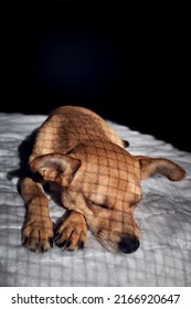 A Caged Mixed-breed Dog Sleeping In The Dark On A White Blanket With Shadows Of Cage On The Fur. Vertical Orientation And Empty Space For Text