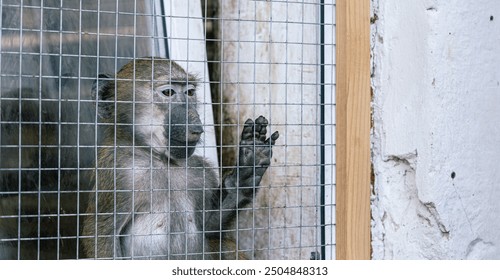 caged monkey animal rescue shelter theme cruelty for wild life concept picture portrait with sadness emotion - Powered by Shutterstock