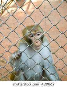 A caged monkey looking out through the cage.