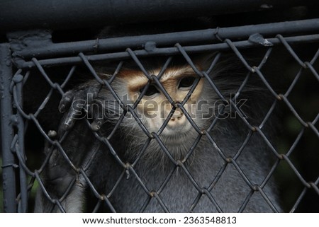 Caged Monkey at a zoo in Thailand caged animal