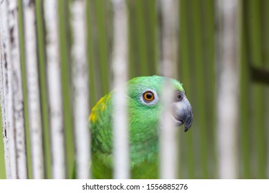 Caged Old Parrot - Exotic Animal Trafficking