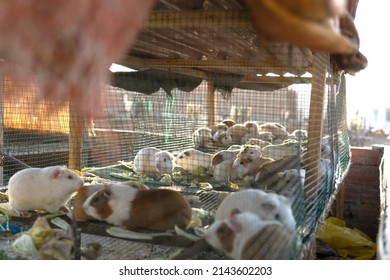 Caged Peruvian Guinea Pig Babies