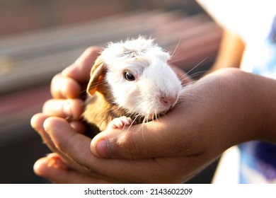 Caged Peruvian Guinea Pig Babies