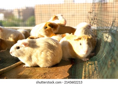 Caged Peruvian Guinea Pig Babies