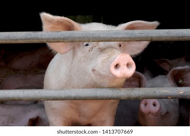 Caged Pig Look Out Of The Sty