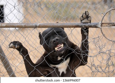 Caged Pit-bull, standing up against fence,  biting through the wire