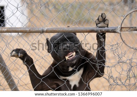 Caged Pit-bull, standing up against fence,  biting through the wire