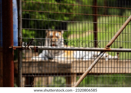 Caged. Private zoo. Tiger in captivity. Rusted gate. Metal fence. Barrier. Wild animal. Narrow depth of field. Out of focus background. Rust. 
