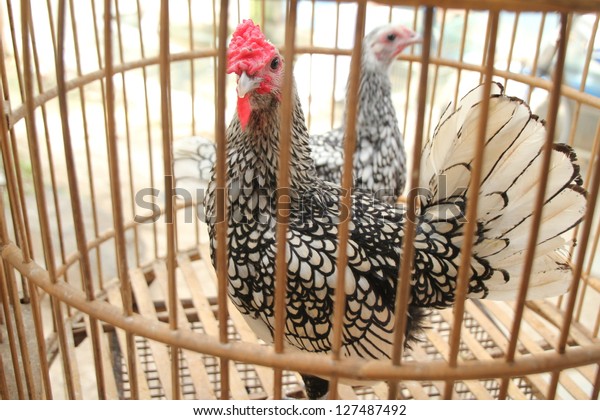 white feathers for sale