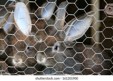 caged rabbits