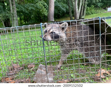 Caged raccoon outside backed into corner