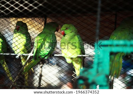 Caged young green Rose-ringed Parakeet (Psittacula krameri) on sell in one of the pet shop at Empress Market, Karachi, Pakistan.