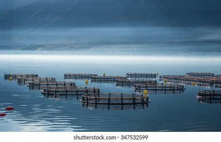 Cages For Fish Farming 