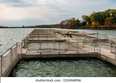 Cages For Sturgeon Fish Farming In Natural River Or Pond.