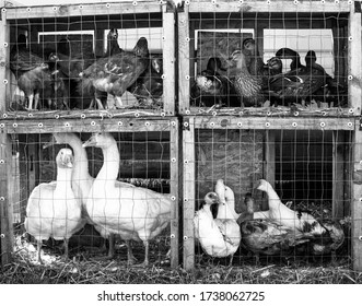 Patos blancos en jaulas, pollo y gansos en el mercado avícola con colores blanco y negro
