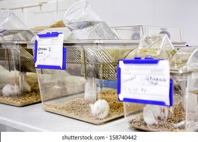 Cages With White Mouse In The Biology Laboratory 