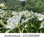 Cahaba Lilies Cahaba River National Wildlife Refuge