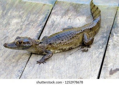 Caiman In Amazon