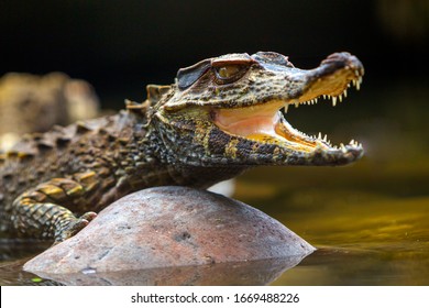 caiman amazon crocodile peru animal ecuador crocodilus small alligator brazil size caiman reptile absorbing heat shot in the wilderness in amazonian basin in ecuador caiman amazon crocodile peru anima