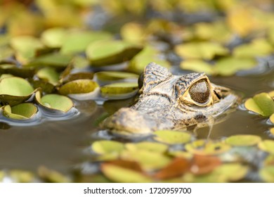 Caiman (Caimaninae) - Hiding In The Lilies