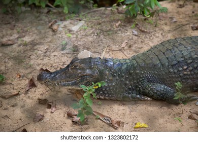 Caiman, Caimaninae, Lying And Resting On The Mud Of A Riverbed